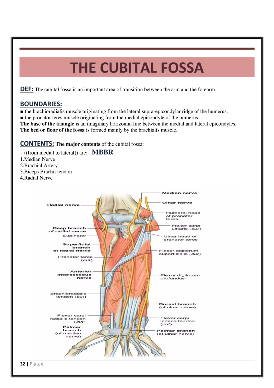 Anatomy Upper Limb - Page 26
