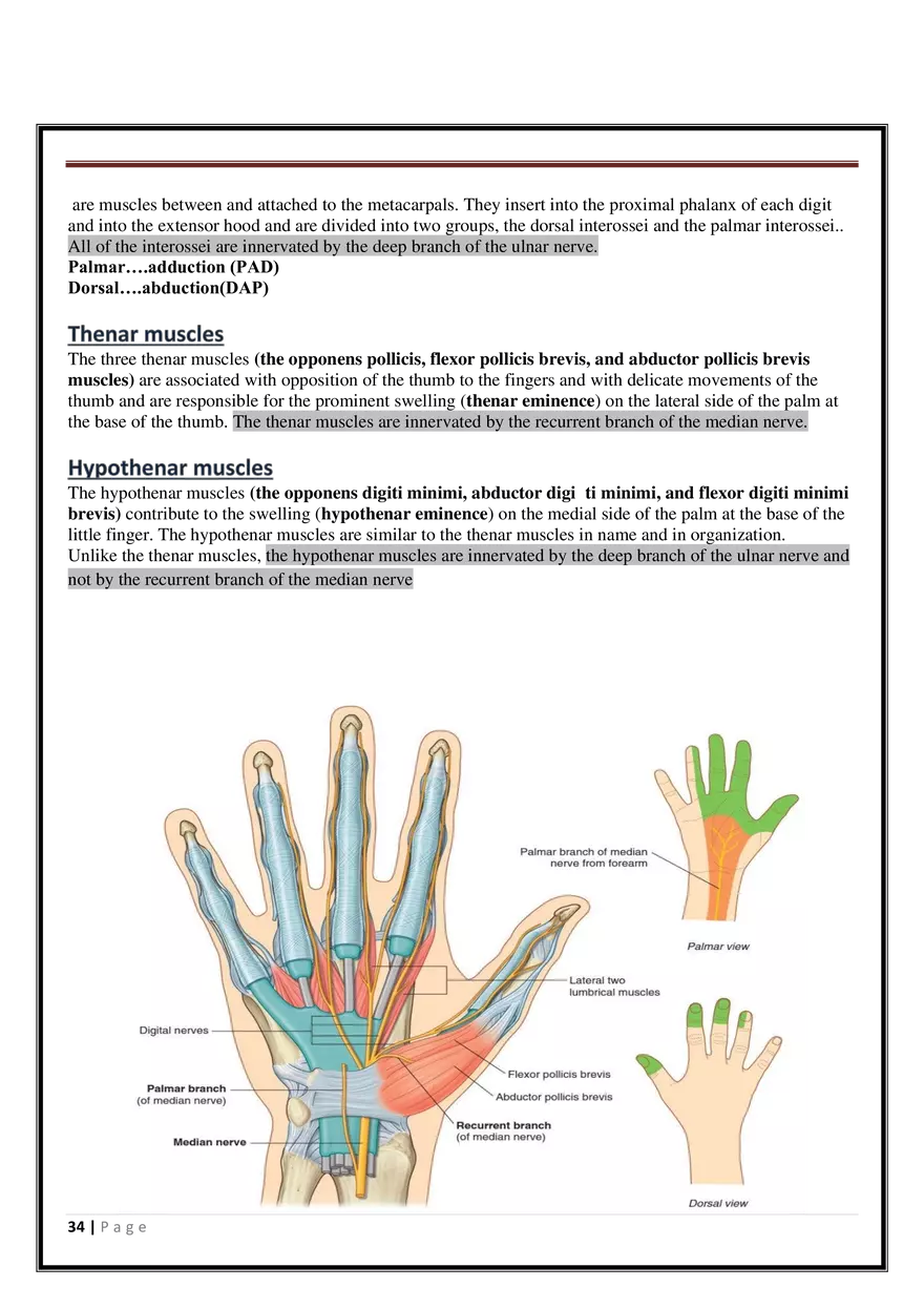 Anatomy Upper Limb - Page 28