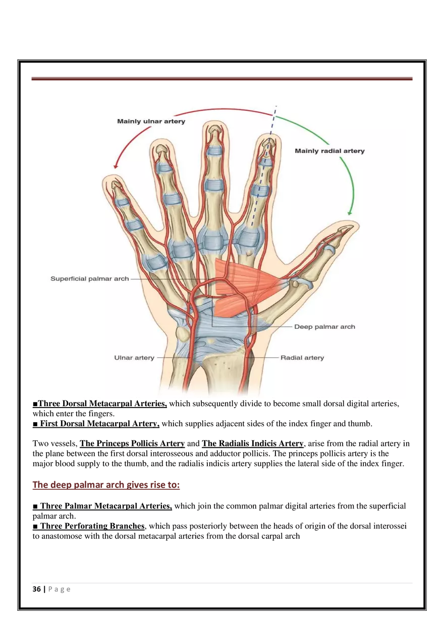 Anatomy Upper Limb - Page 30