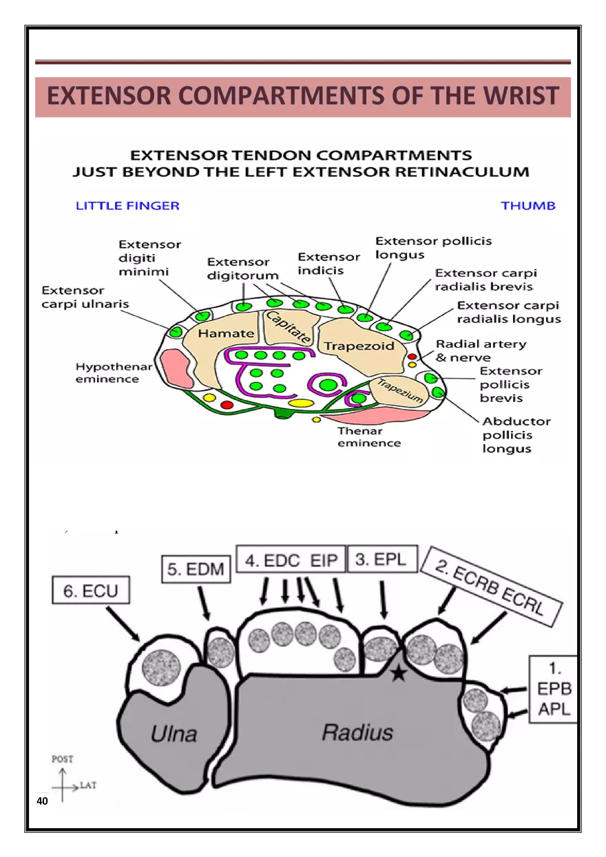 Anatomy Upper Limb - Page 34