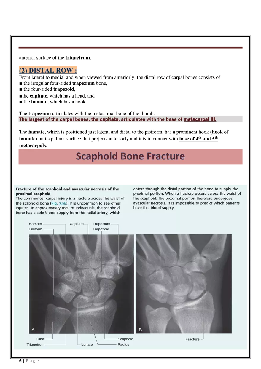 Anatomy Upper Limb - Page 36