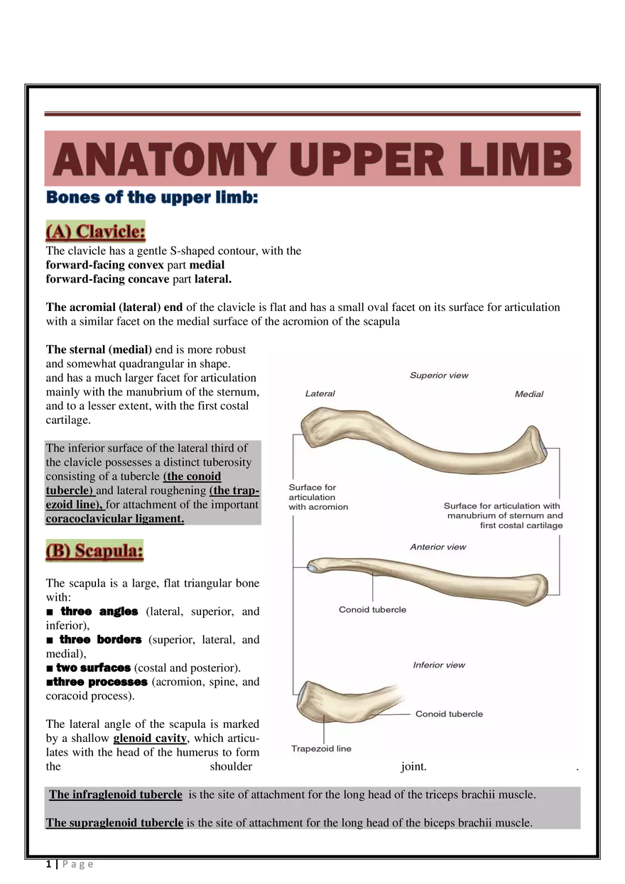 Anatomy Upper Limb - Page 1