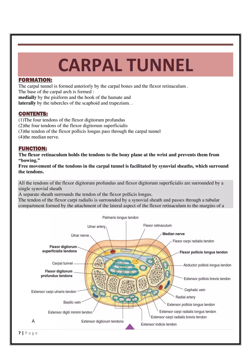 Anatomy Upper Limb - Page 37