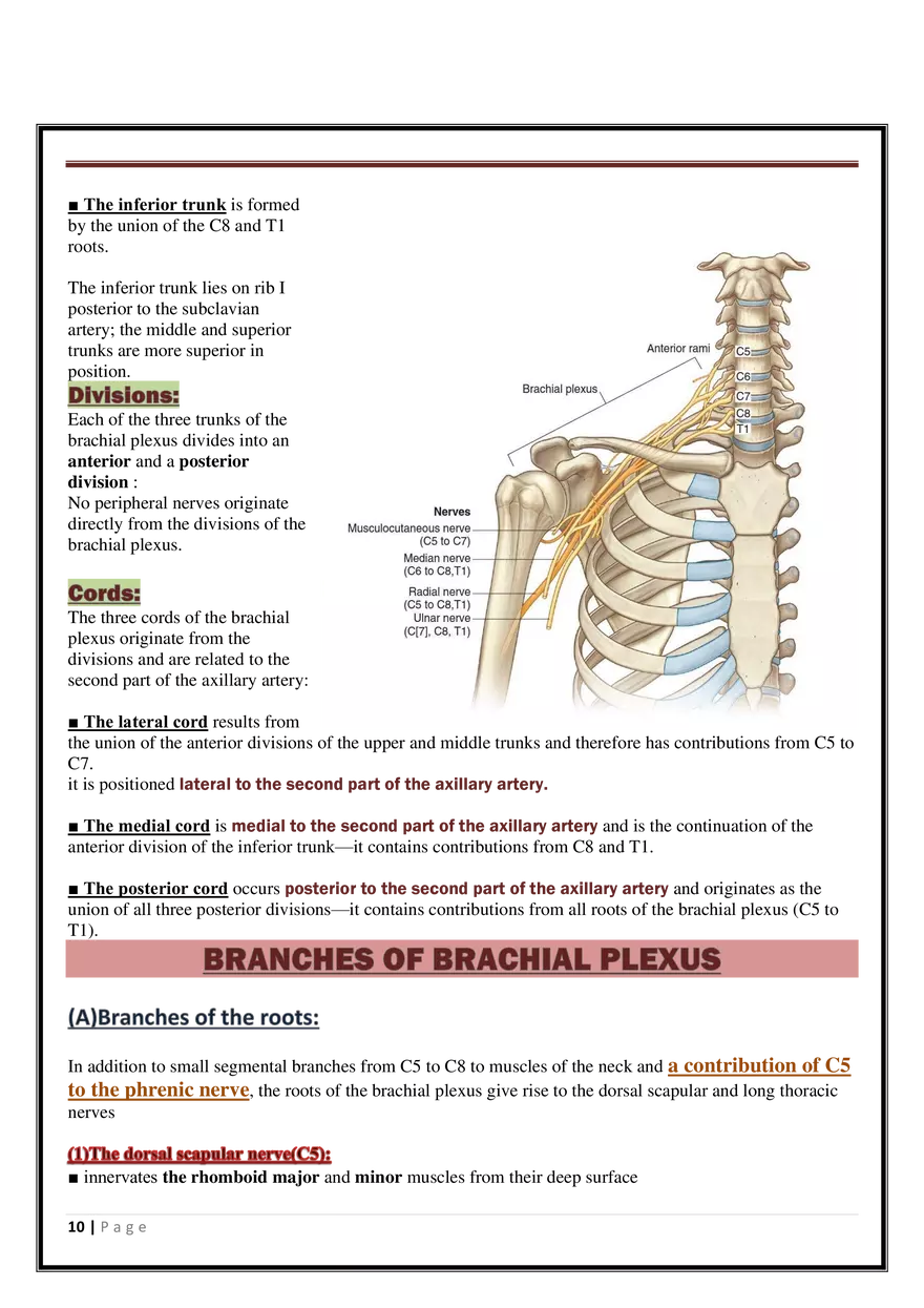 Anatomy Upper Limb - Page 40