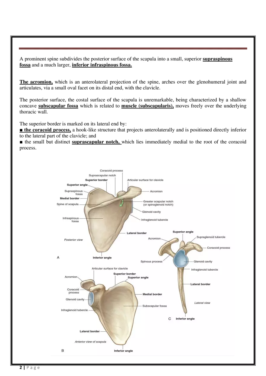 Anatomy Upper Limb - Page 2