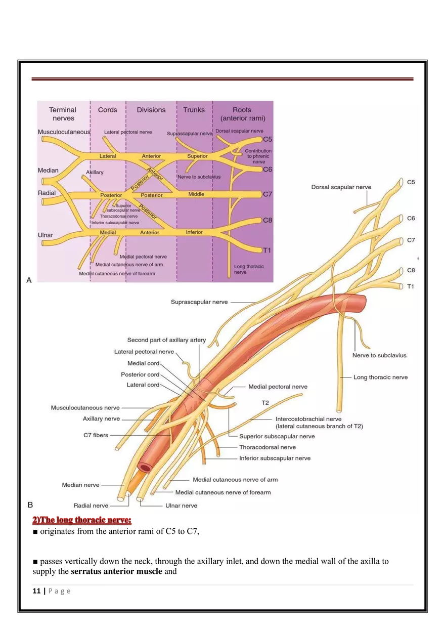 Anatomy Upper Limb - Page 3