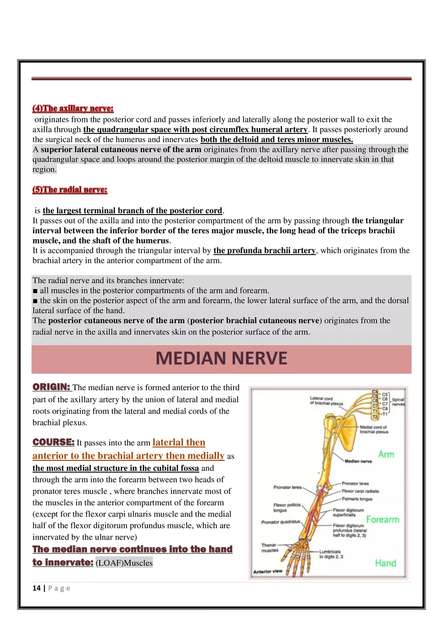 Anatomy Upper Limb - Page 6