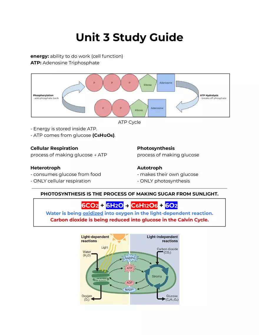 Unit 3 Study Guide Cellular Respiration - Page 1