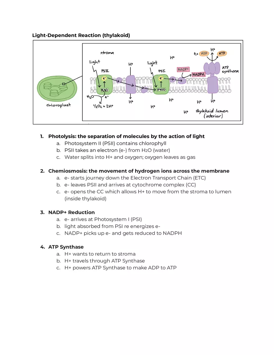 Unit 3 Study Guide Cellular Respiration - Page 2