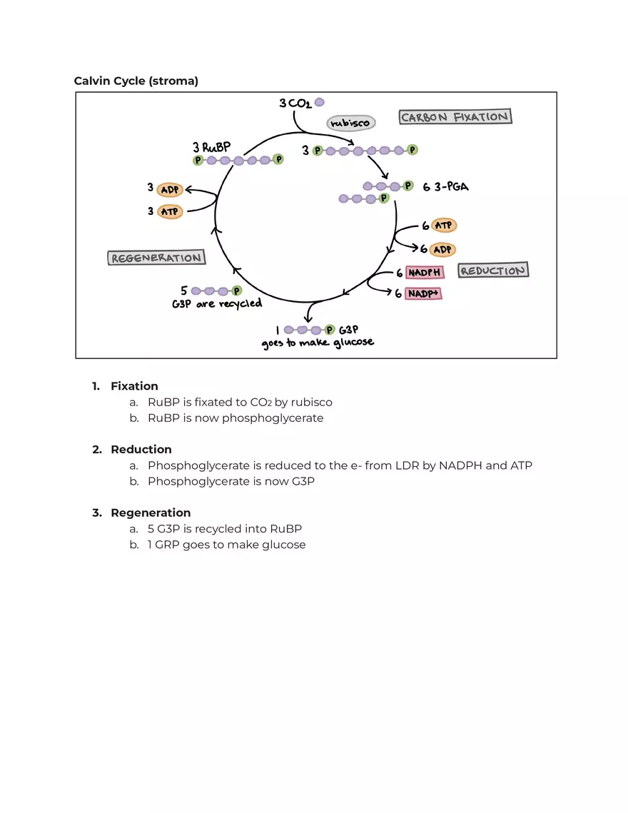 Unit 3 Study Guide Cellular Respiration - Page 3