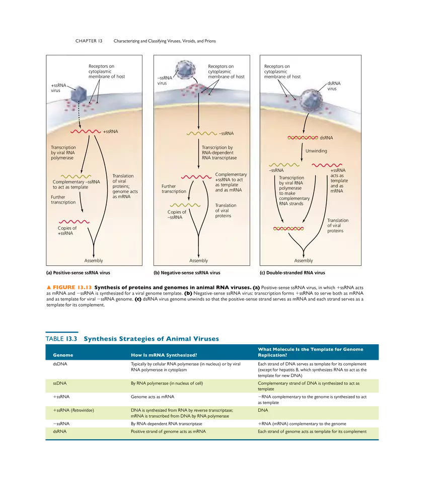 Characterizing and Classifying Viruses, Viroids, and Prions - Page 7