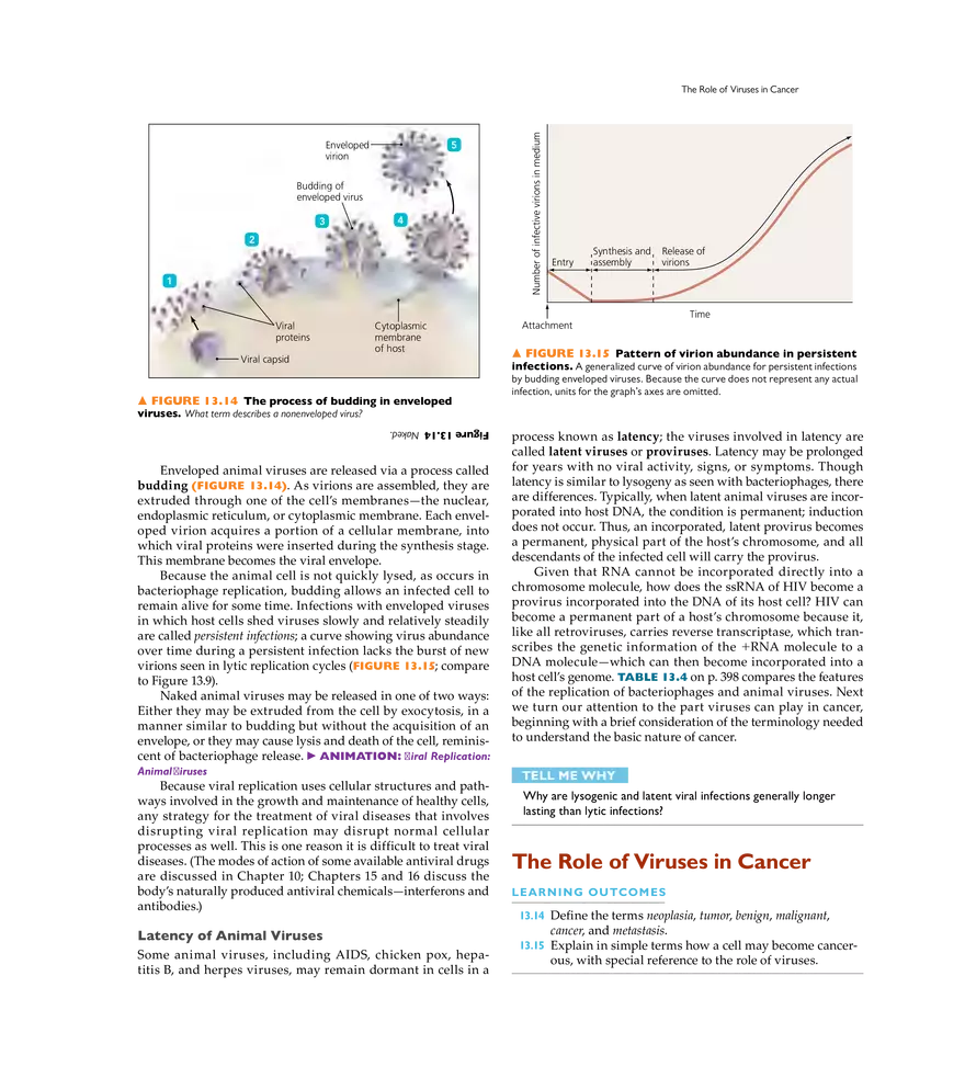 Characterizing and Classifying Viruses, Viroids, and Prions - Page 8