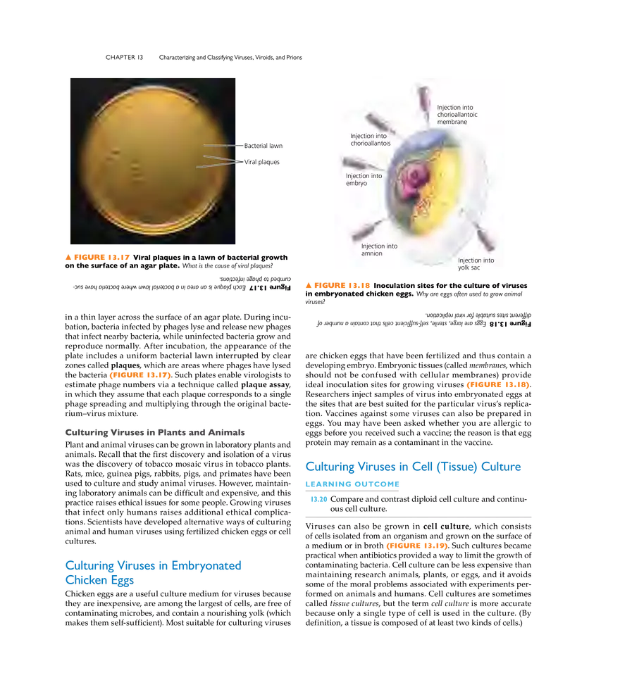Characterizing and Classifying Viruses, Viroids, and Prions - Page 11