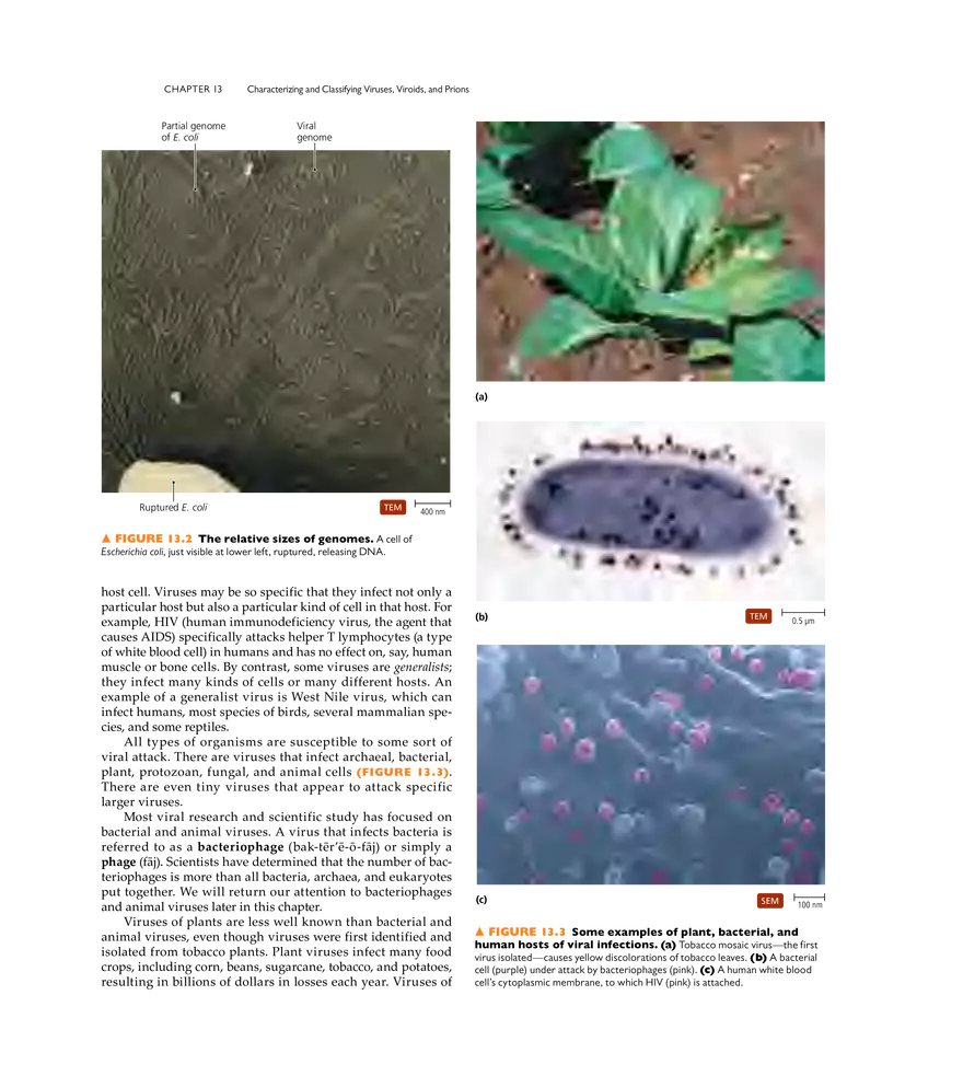 Characterizing and Classifying Viruses, Viroids, and Prions - Page 13