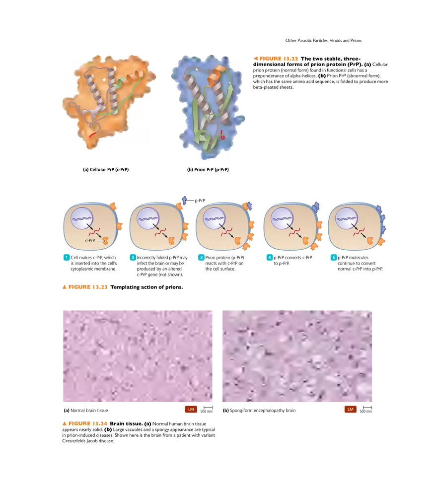 Characterizing and Classifying Viruses, Viroids, and Prions - Page 15