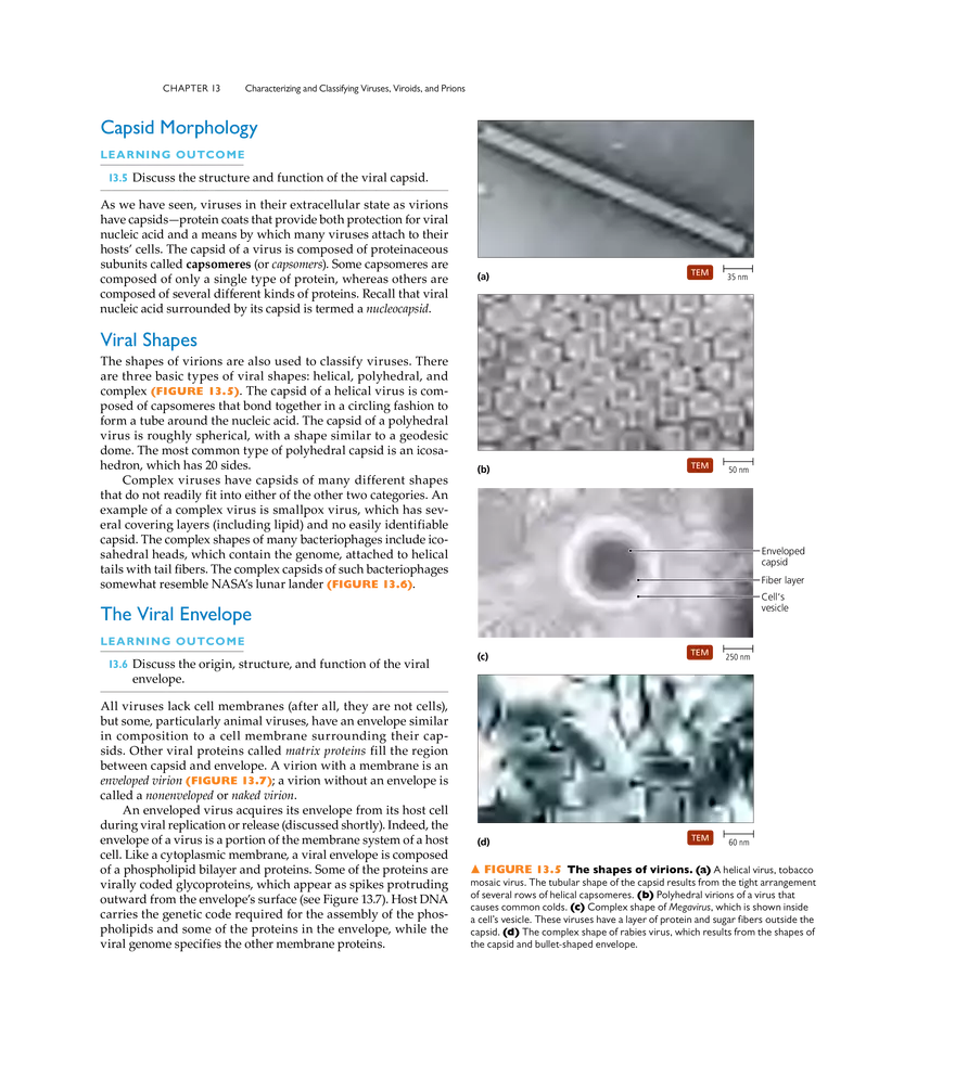 Characterizing and Classifying Viruses, Viroids, and Prions - Page 23