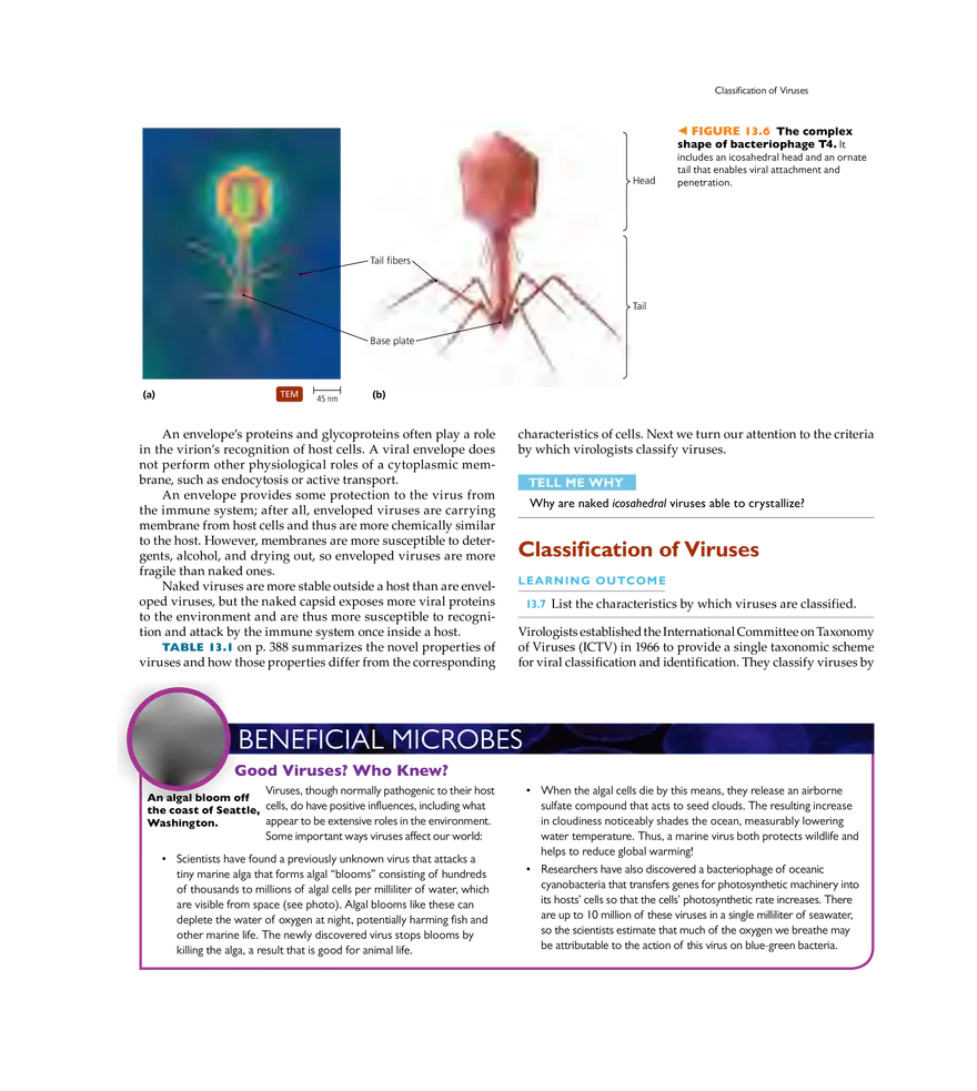 Characterizing and Classifying Viruses, Viroids, and Prions - Page 24