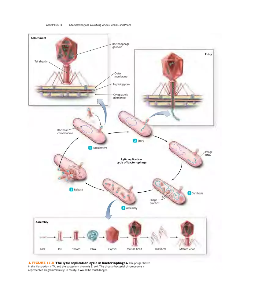 Characterizing and Classifying Viruses, Viroids, and Prions - Page 27