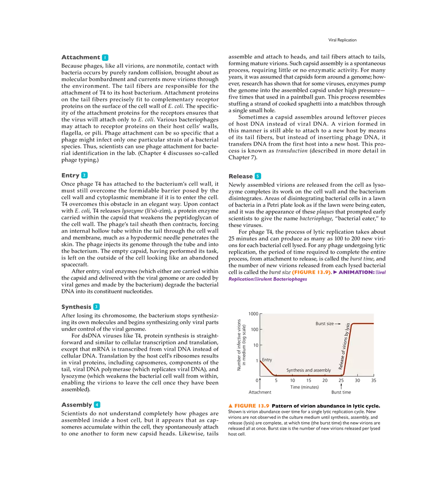 Characterizing and Classifying Viruses, Viroids, and Prions - Page 28