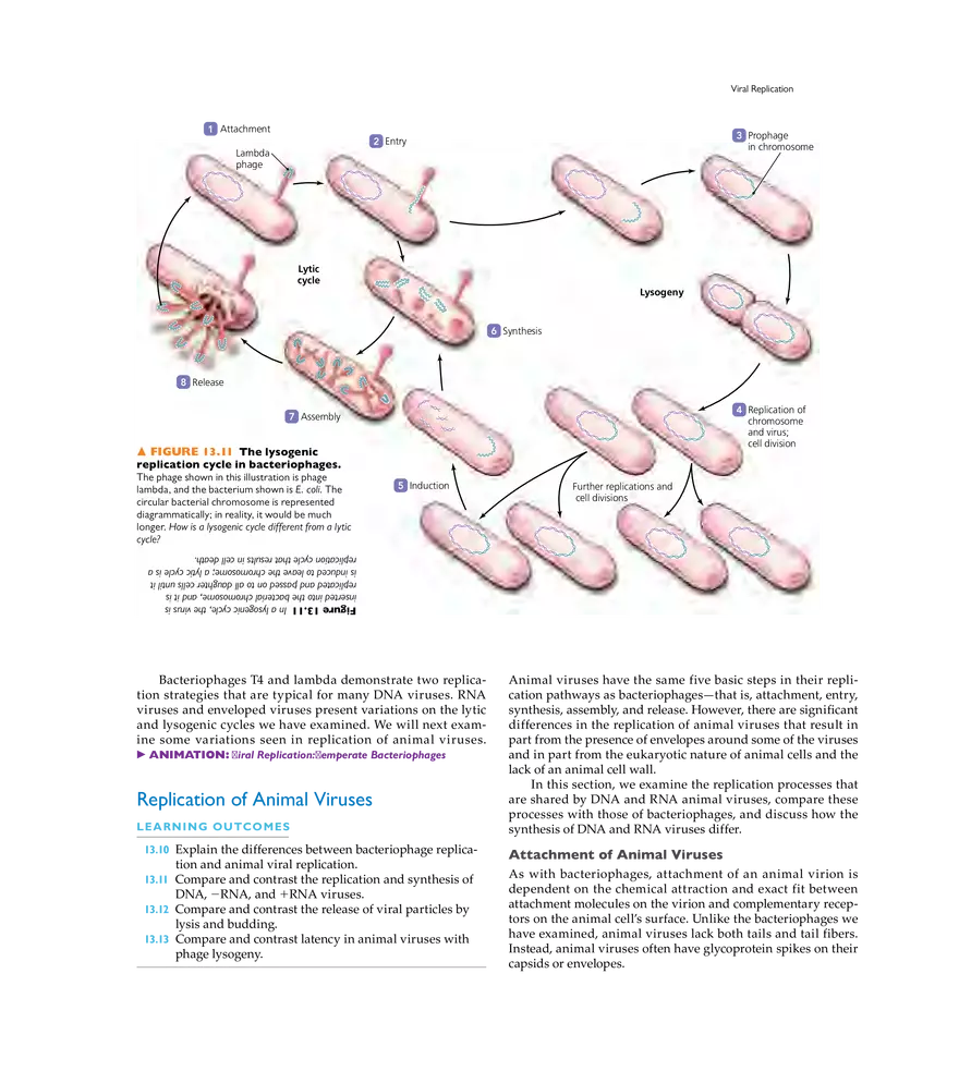 Characterizing and Classifying Viruses, Viroids, and Prions - Page 4