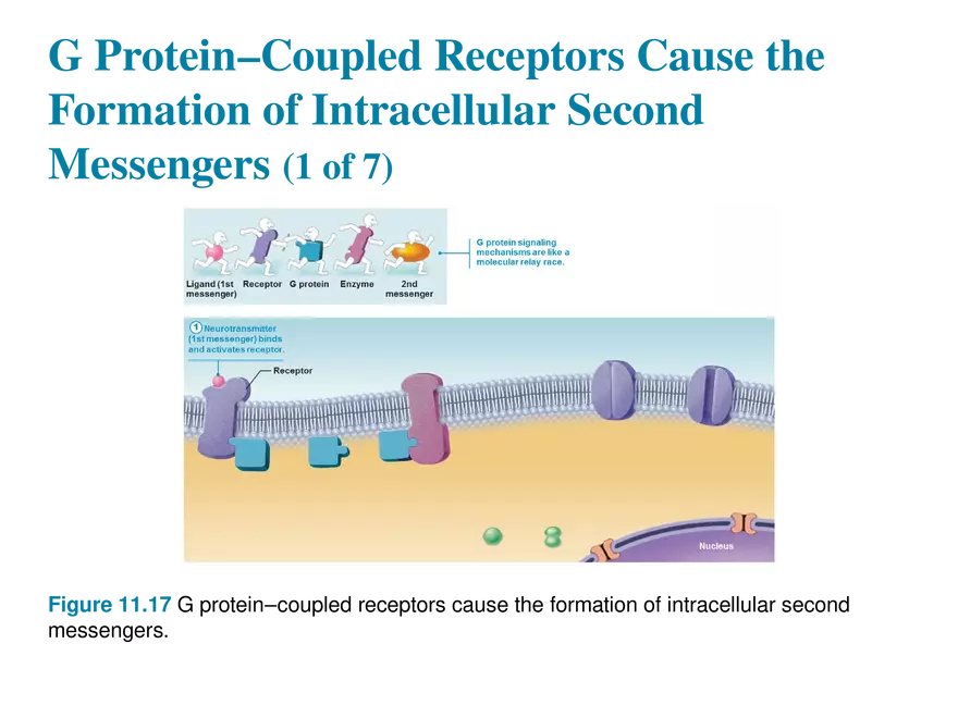 11.9 Neurotransmitters - Page 9