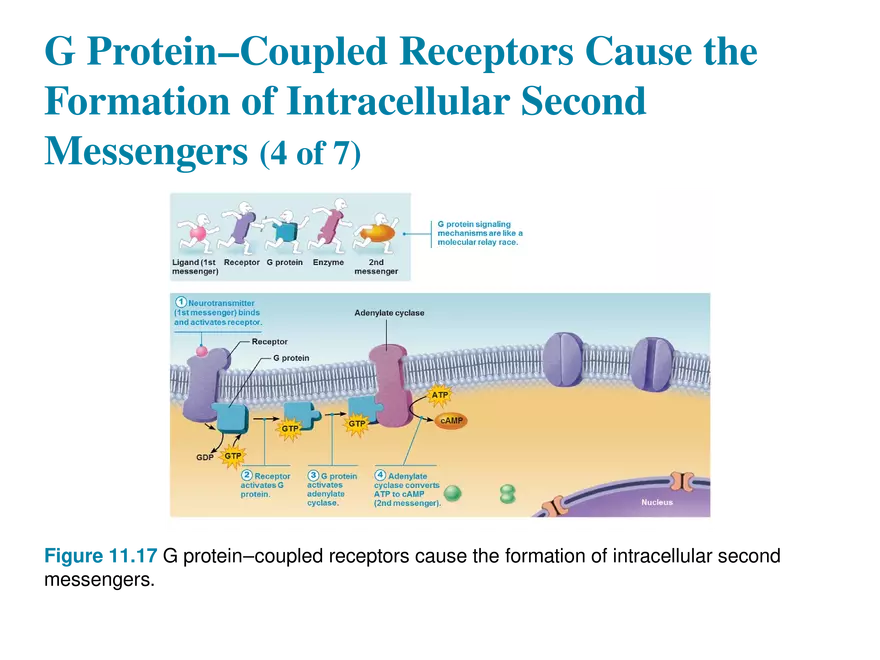 11.9 Neurotransmitters - Page 12
