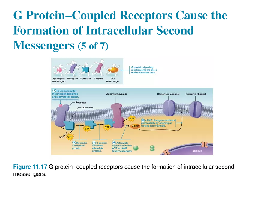 11.9 Neurotransmitters - Page 14