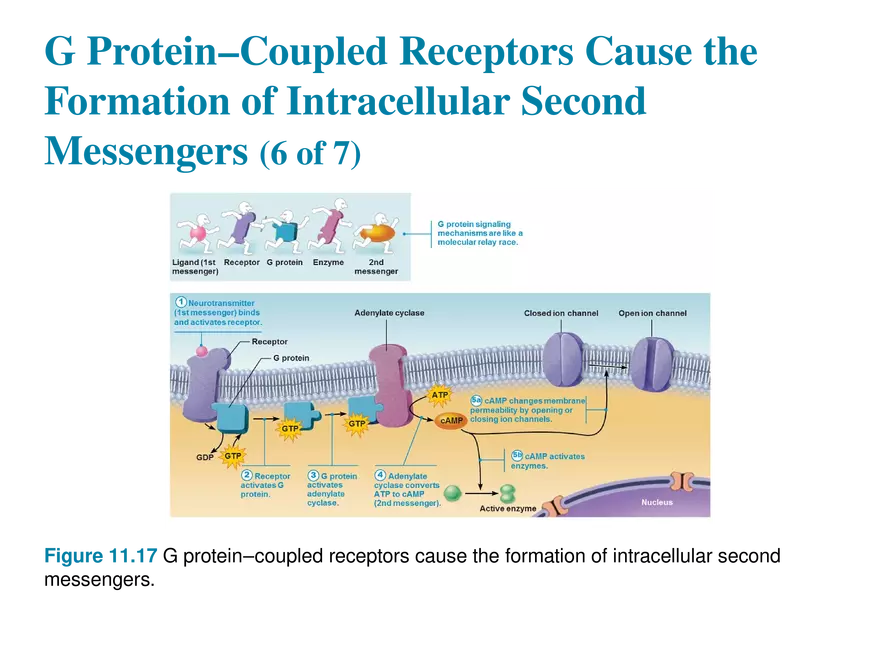 11.9 Neurotransmitters - Page 15