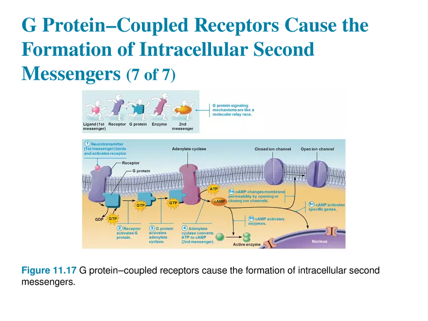11.9 Neurotransmitters - Page 16