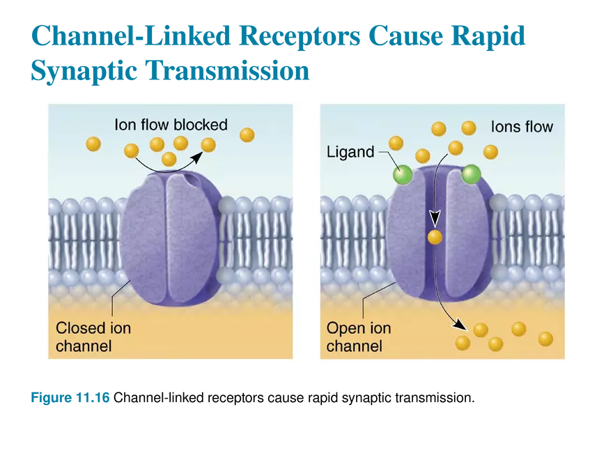 11.9 Neurotransmitters - Page 6