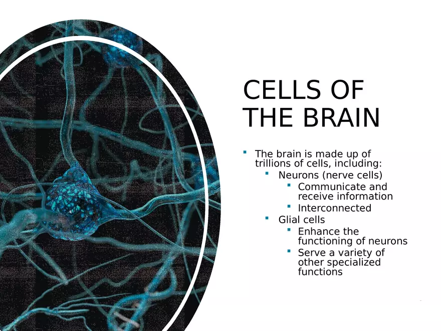 Chapter 2 Cognitive and Linguistic Development - Page 4