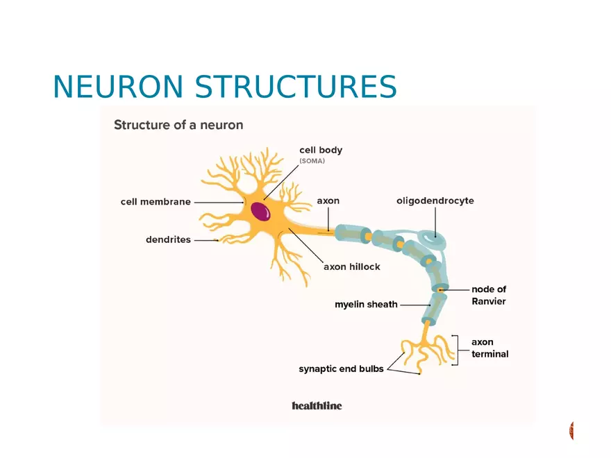 Chapter 2 Cognitive and Linguistic Development - Page 5