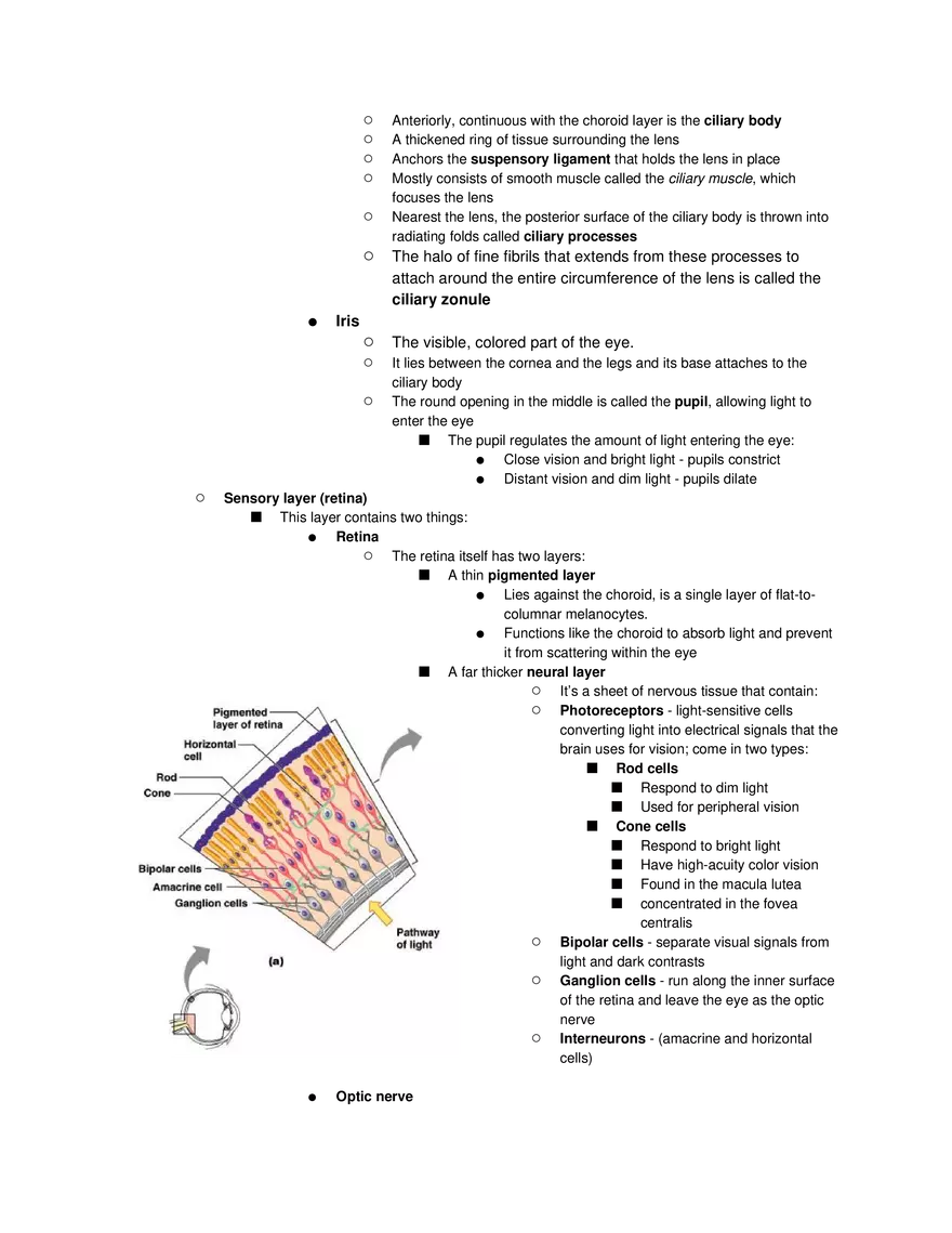 Special Senses Lecture - Page 8