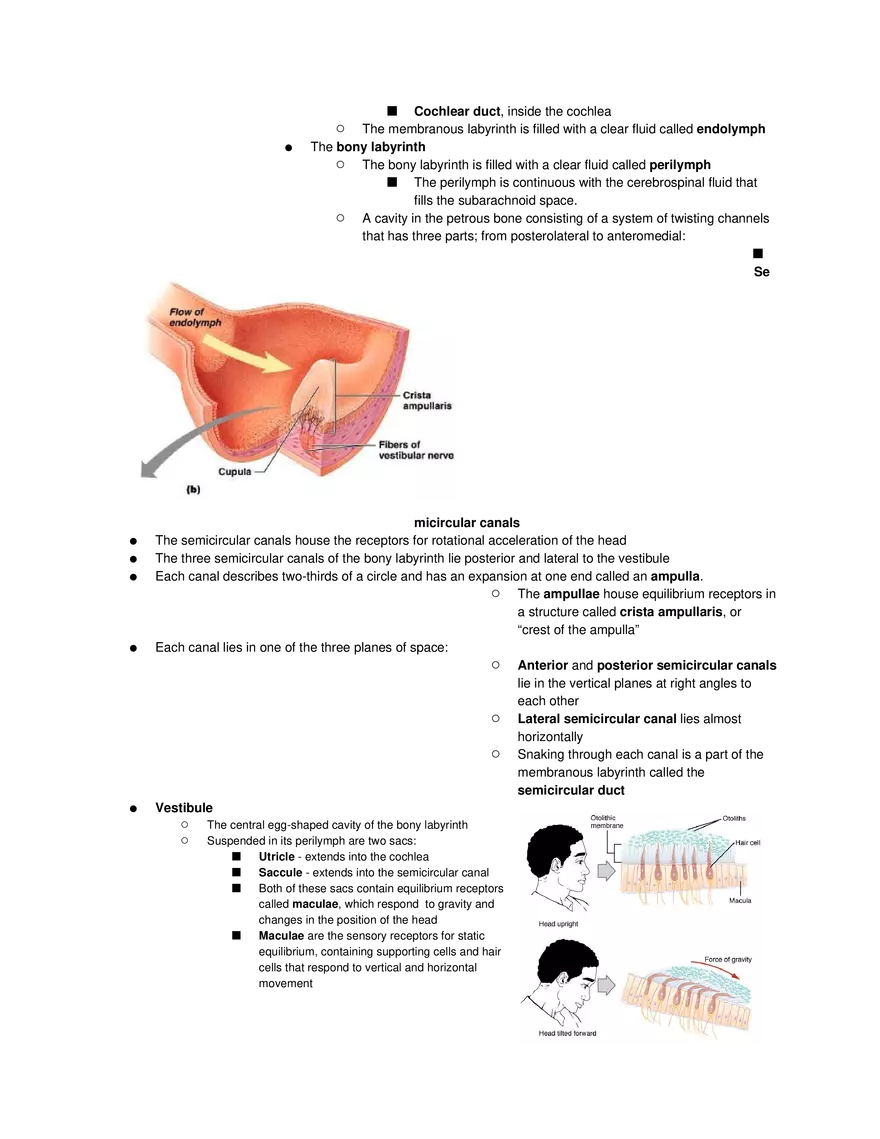 Special Senses Lecture - Page 12
