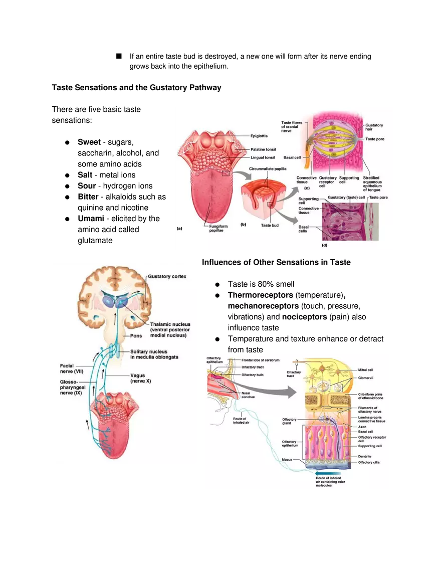 Special Senses Lecture - Page 2