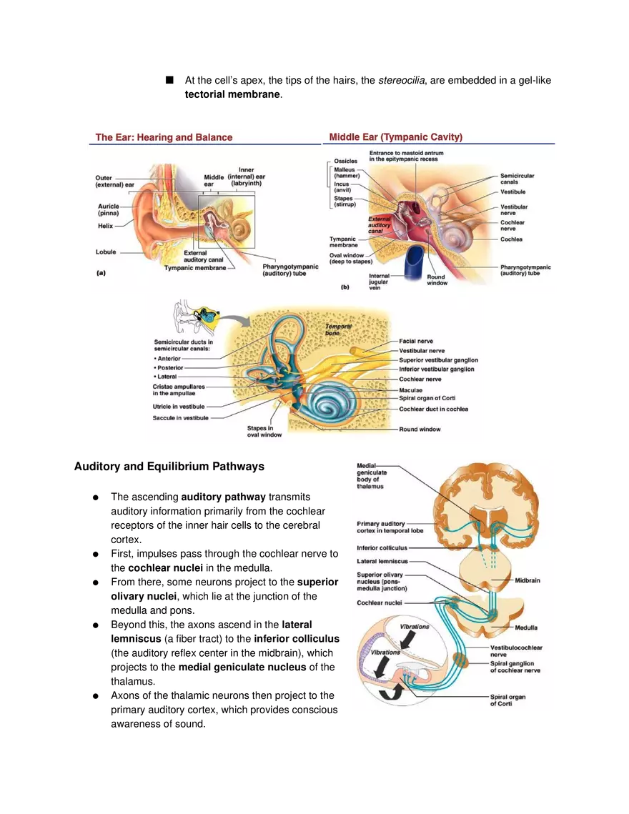 Special Senses Lecture - Page 4