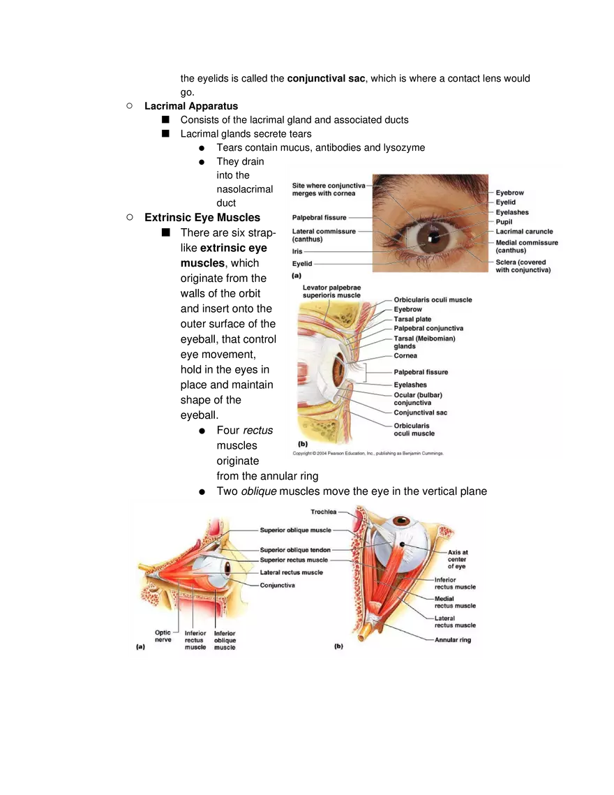 Special Senses Lecture - Page 6
