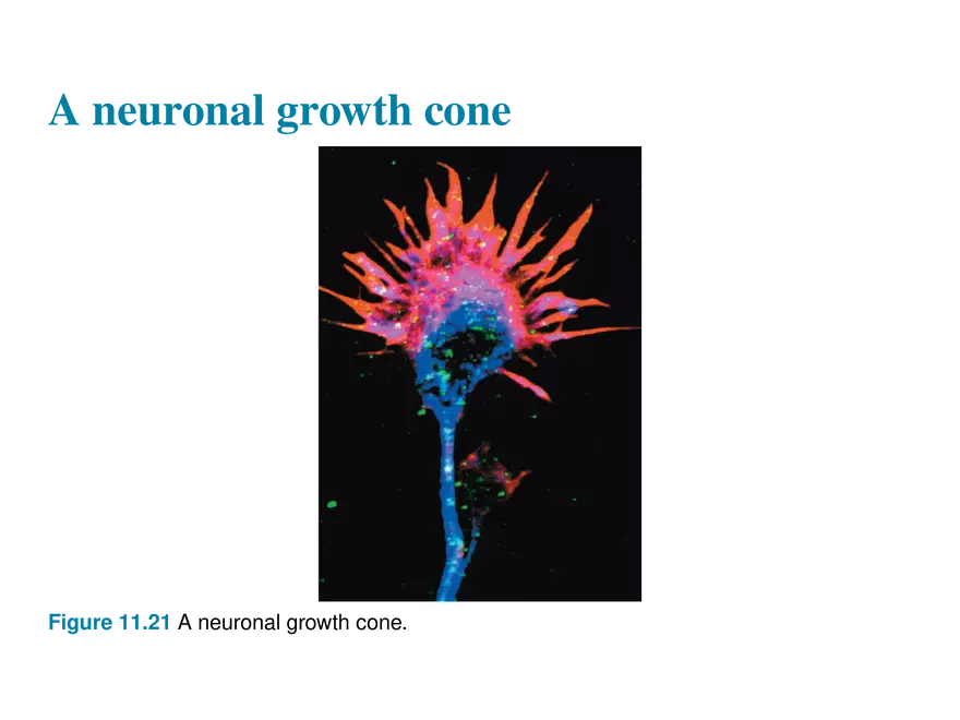 11.10 Neural Integration - Page 10