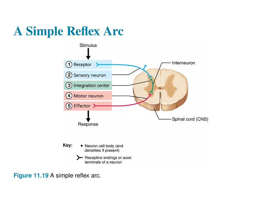 11.10 Neural Integration - Page 15