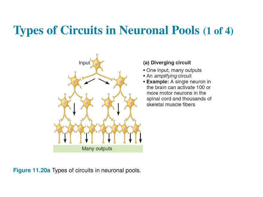11.10 Neural Integration - Page 18