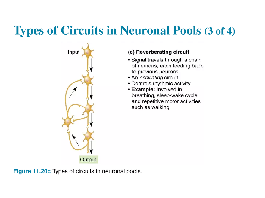 11.10 Neural Integration - Page 4