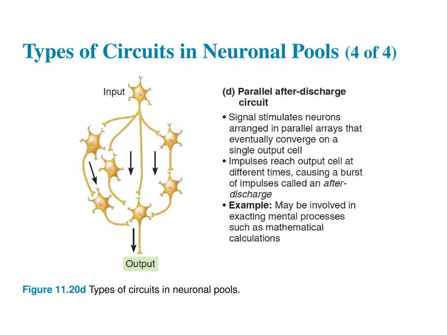 11.10 Neural Integration - Page 5