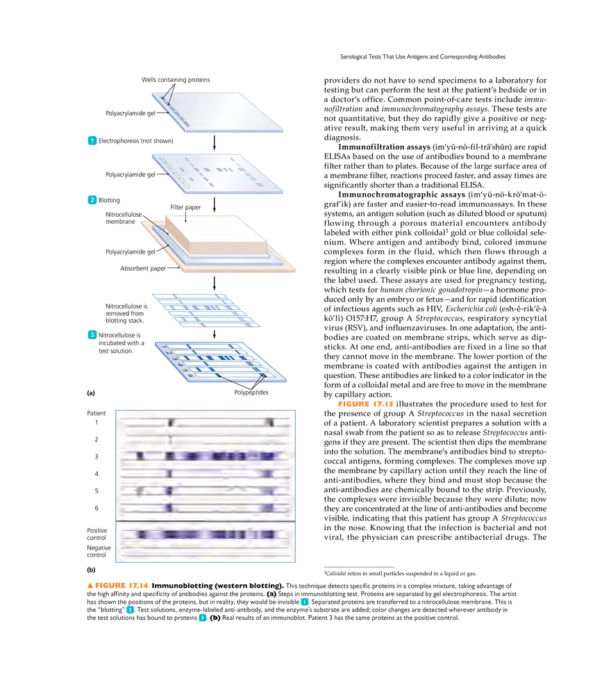 Immunization and Immune Testing - Page 8