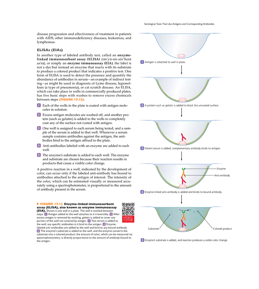 Immunization and Immune Testing - Page 6