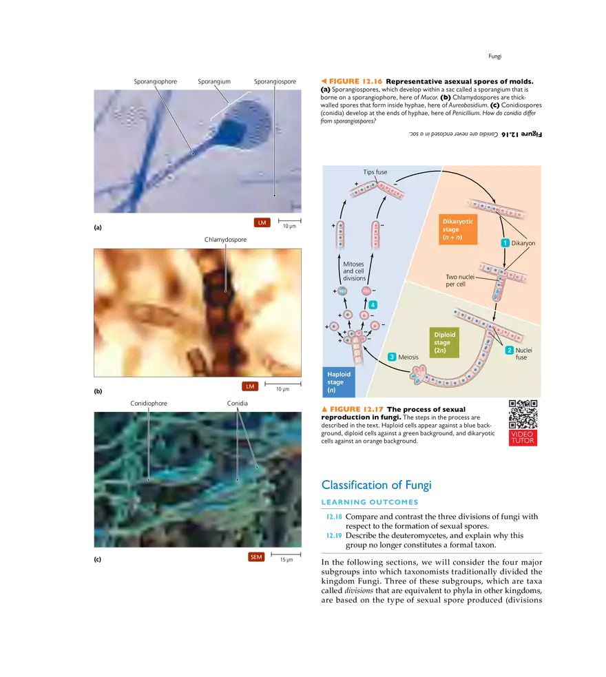 Characterizing and Classifying Eukaryotes - Page 7