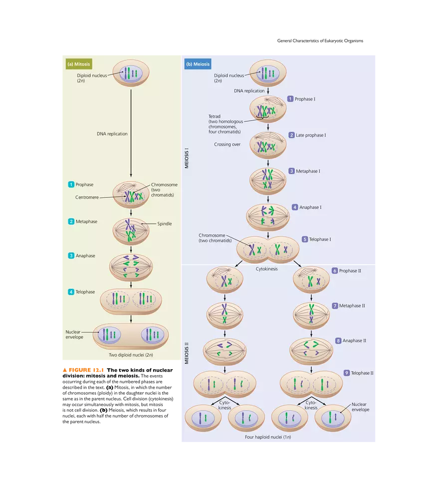 Characterizing and Classifying Eukaryotes - Page 13
