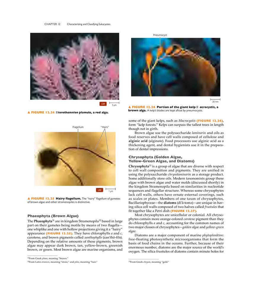Characterizing and Classifying Eukaryotes - Page 15