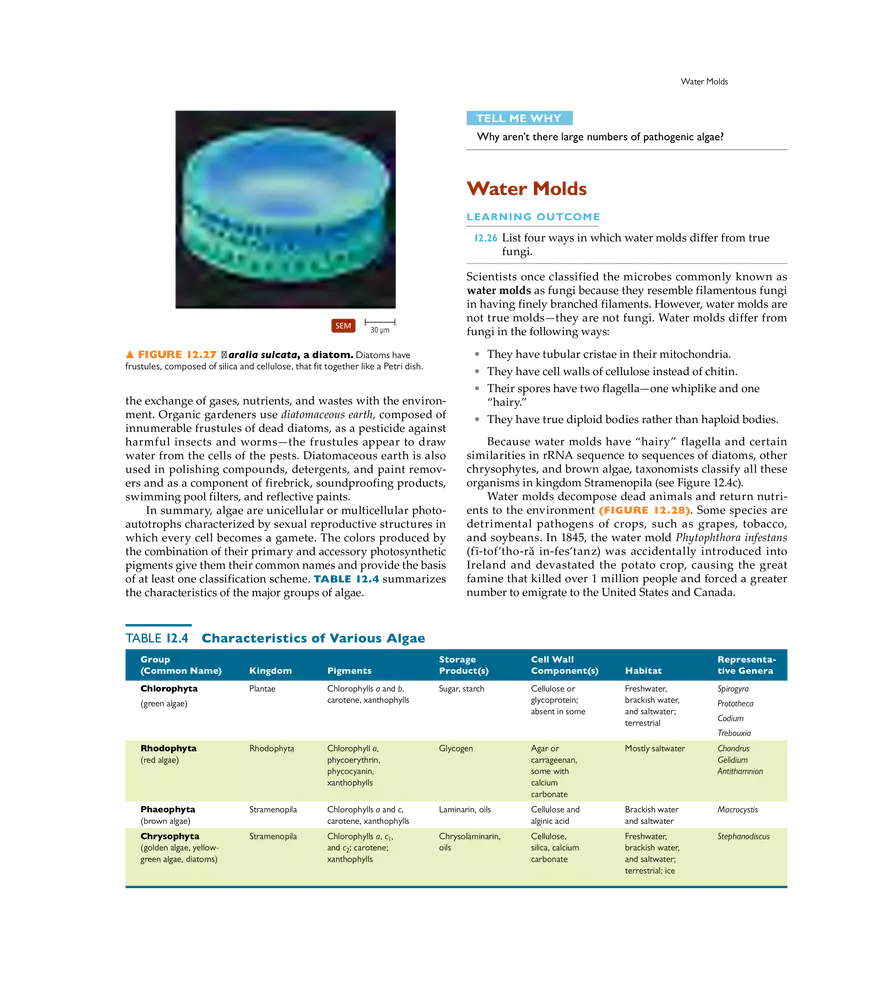 Characterizing and Classifying Eukaryotes - Page 16