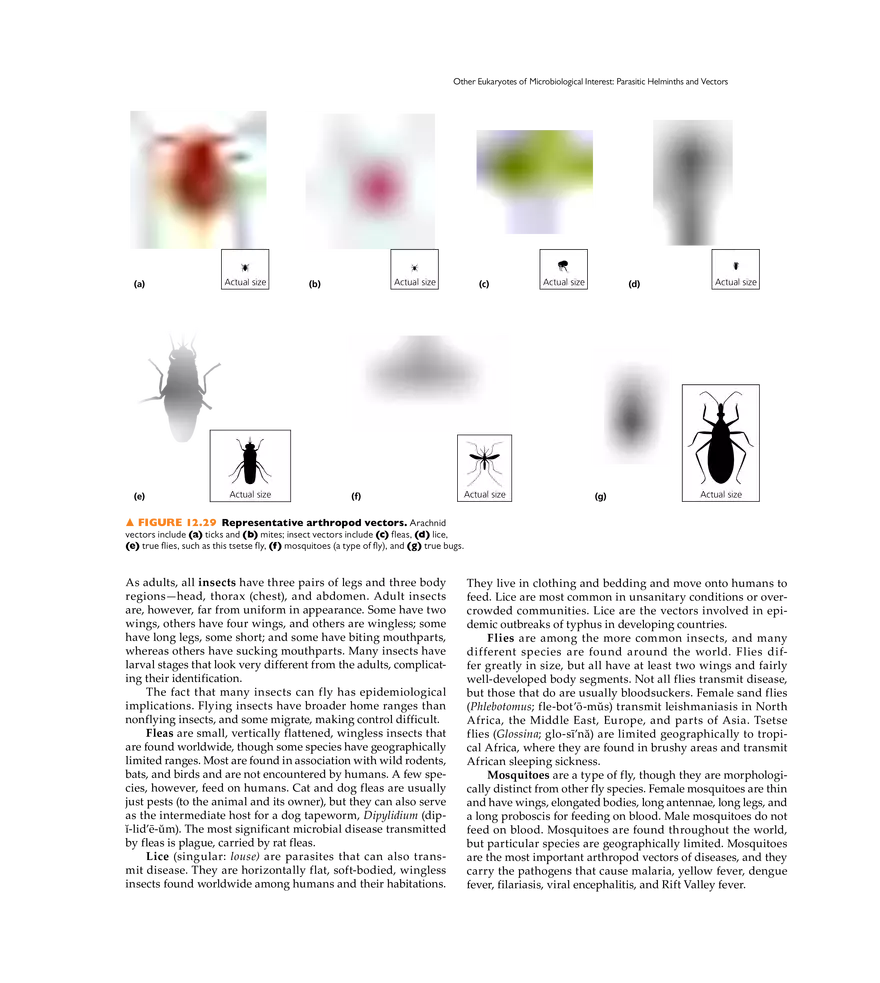 Characterizing and Classifying Eukaryotes - Page 18