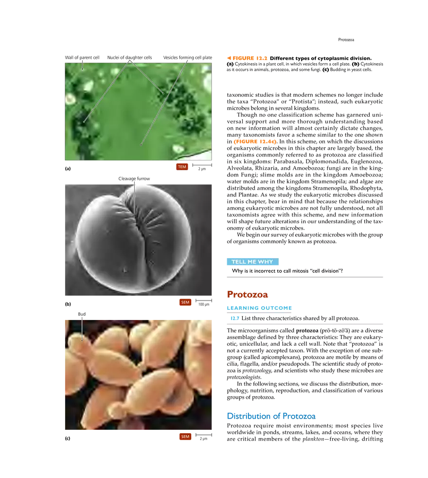 Characterizing and Classifying Eukaryotes - Page 25